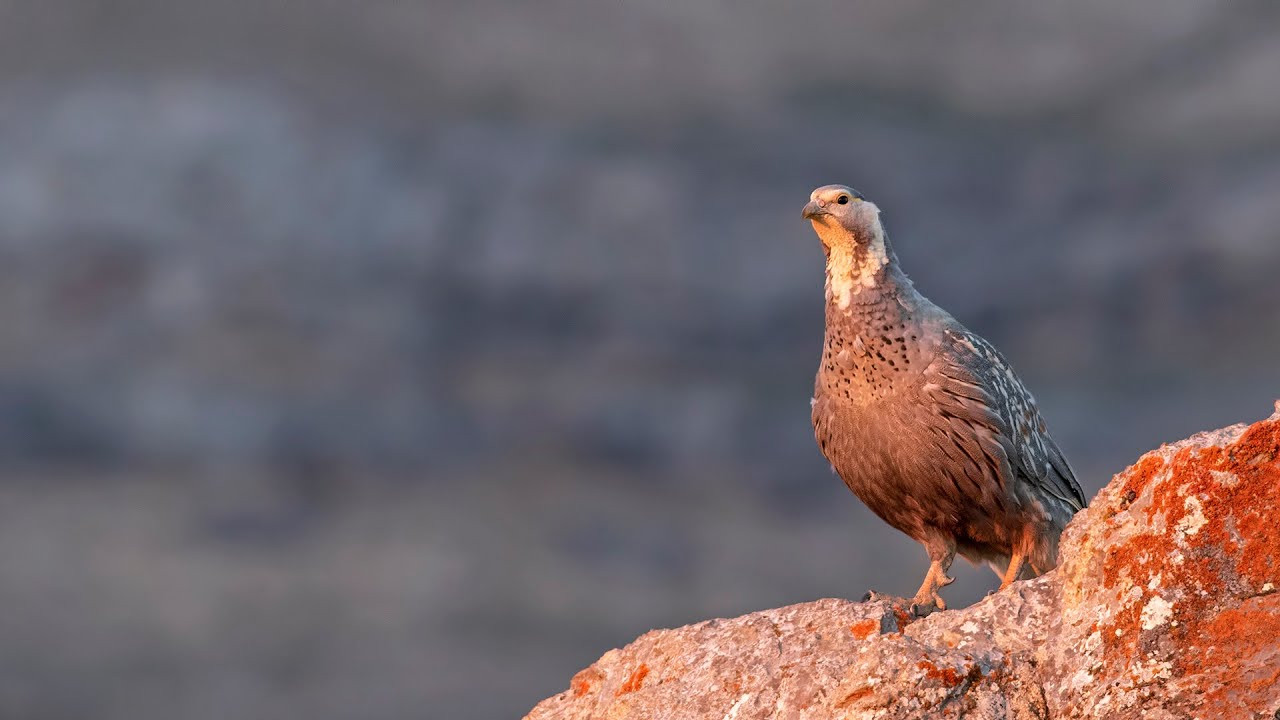 image Caspian Snowcock